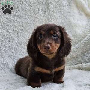 Bobby, Dachshund Puppy